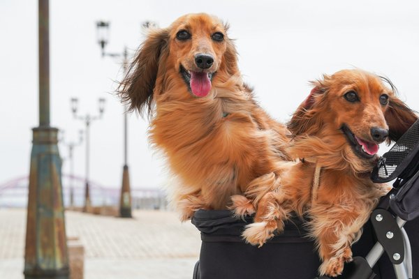 How can you identify and treat separation anxiety in Dachshunds?