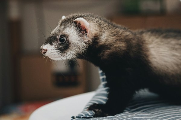 What enrichment activities can prevent boredom in domestic ferrets?